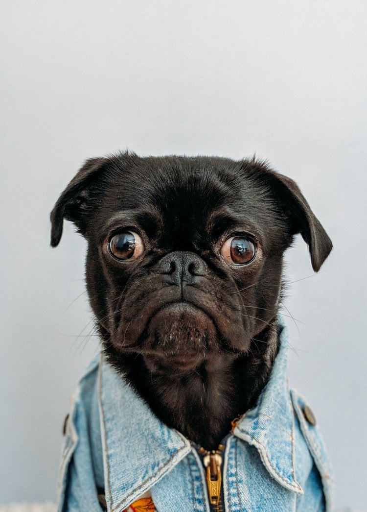 Ugly Dog
