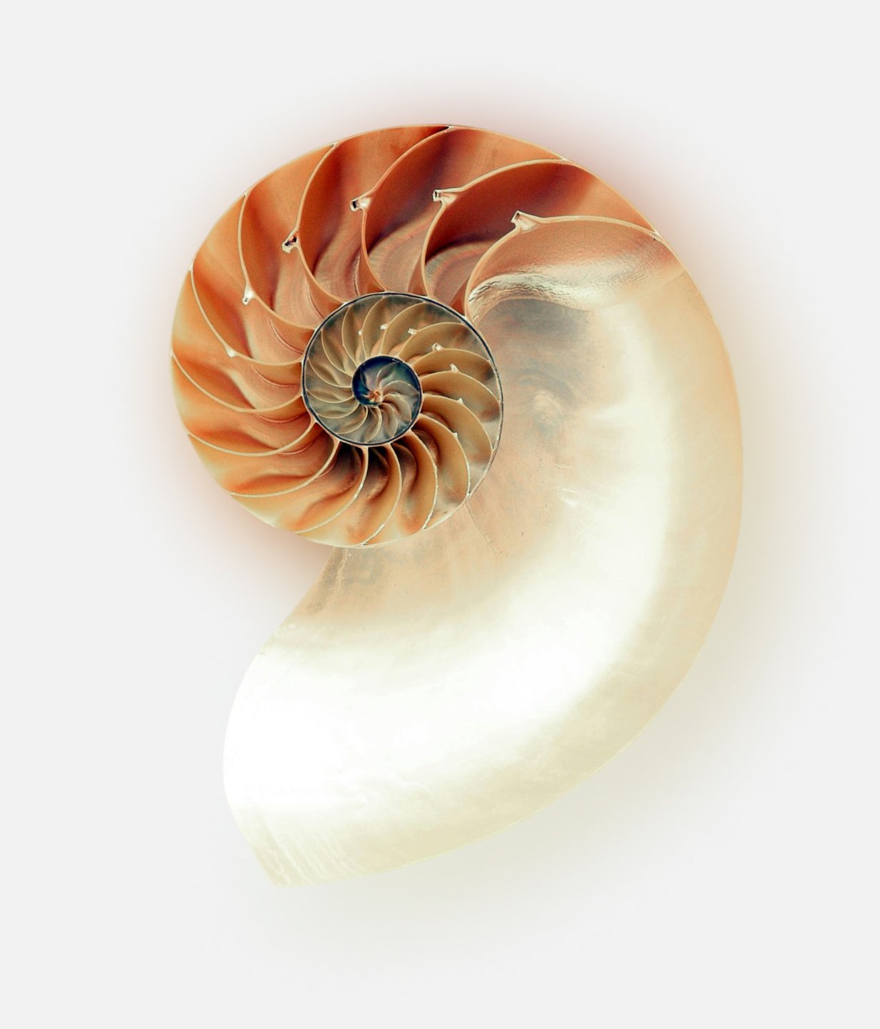 Shell-Image